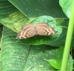 Junonia iphita