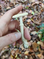 Amanita pantherina