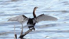 Anhinga rufa