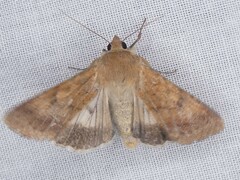 Helicoverpa punctigera