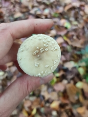 Amanita pantherina