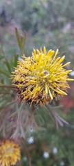 Isopogon