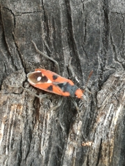 Melanerythrus mactans