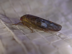 Polana quadrinotata