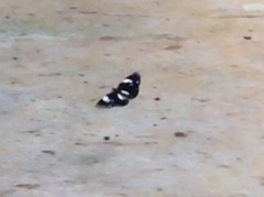 Euploea radamanthus radamanthus