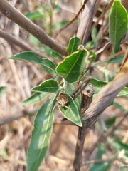 Agonoscelis versicoloratus