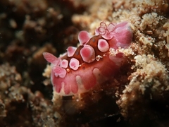 Dendrodoris krusensternii