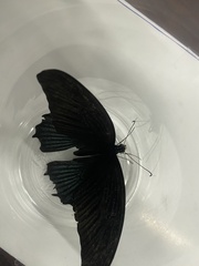 Papilio memnon heronus