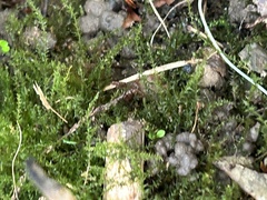 Selaginella apoda