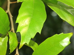 Eustigma oblongifolium