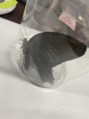 Papilio memnon heronus