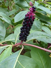 Phytolacca polyandra