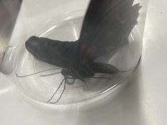 Papilio memnon heronus