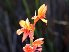 Watsonia schlechteri
