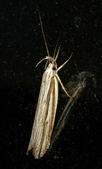 Bida radiosella