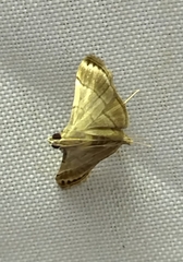 Cangetta hartoghialis