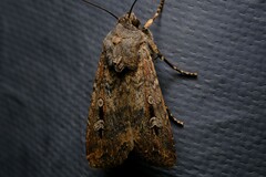 Agrotis infusa