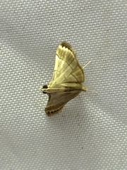 Cangetta hartoghialis