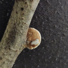 Schizophyllum amplum