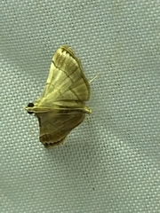Cangetta hartoghialis