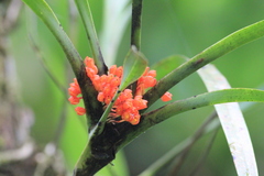 Maxillaria