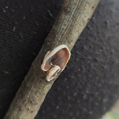 Schizophyllum amplum