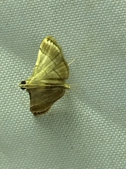 Cangetta hartoghialis