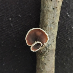 Schizophyllum amplum