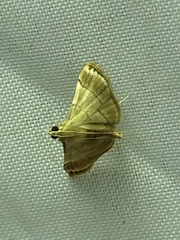 Cangetta hartoghialis