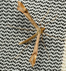 Platyptilia celidotus