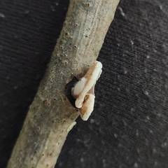 Schizophyllum amplum