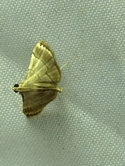 Cangetta hartoghialis