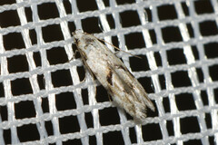 Stenolechia gemmella