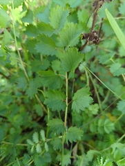 Sanguisorba minor