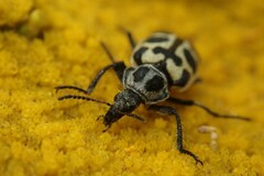 Astylus atromaculatus