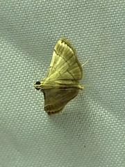 Cangetta hartoghialis