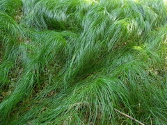 Carex brizoides