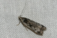 Anacampsis