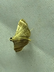 Cangetta hartoghialis