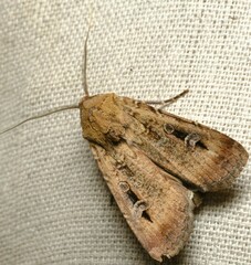 Agrotis infusa