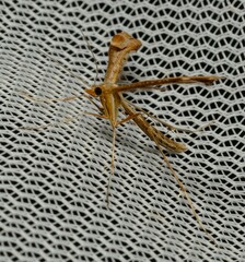 Platyptilia celidotus