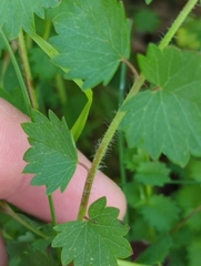 Sanguisorba minor