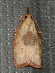 Enchocrates glaucopis