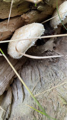 Hemipholiota populnea