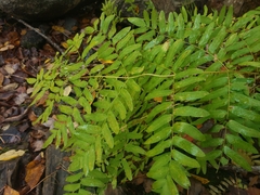 Osmunda spectabilis