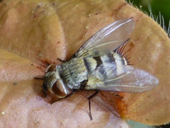 Diptera