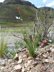 Sisyrinchium rigidifolium