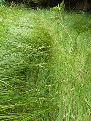 Carex brizoides