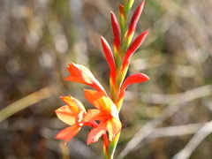 Watsonia schlechteri