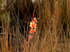 Watsonia schlechteri